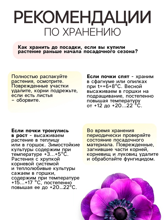 Анемона корончатая «Биколор», многолетник, луковица, р-р 4/5, 10 шт.