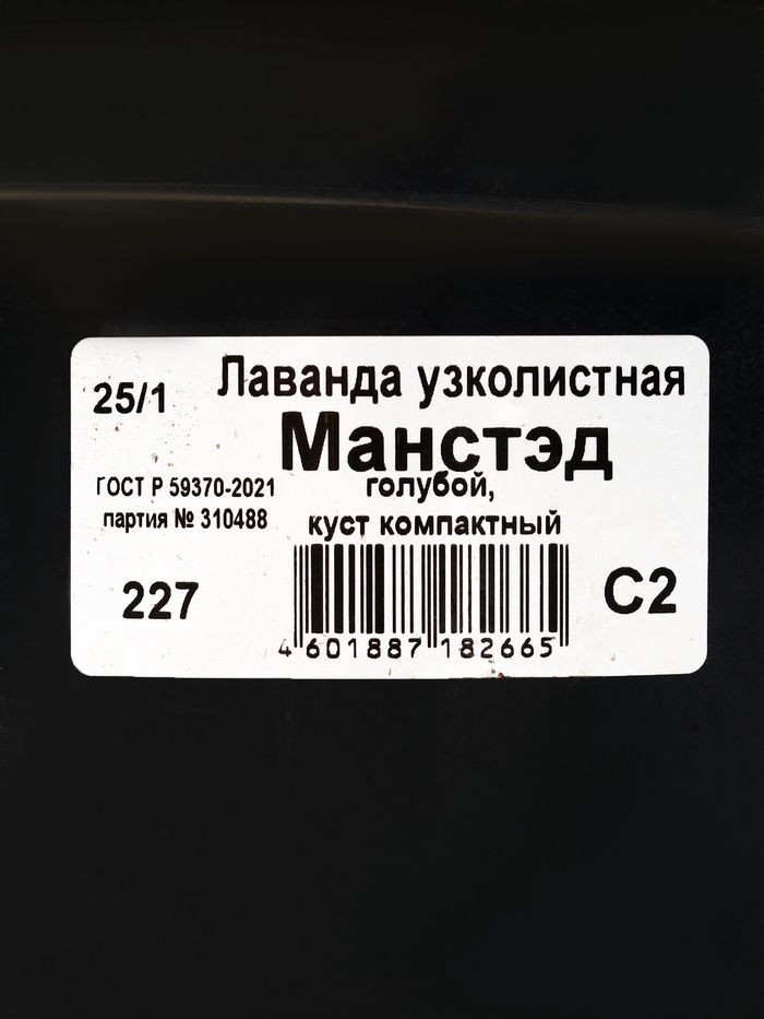 Саженец Лаванда узколистная Манстэд, горшок С2, 1 шт.