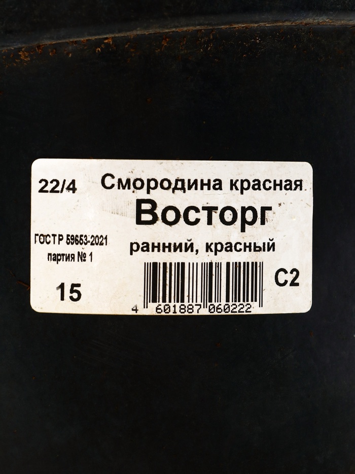 Саженец Смородина красная Восторг, горшок С2, 1 шт.