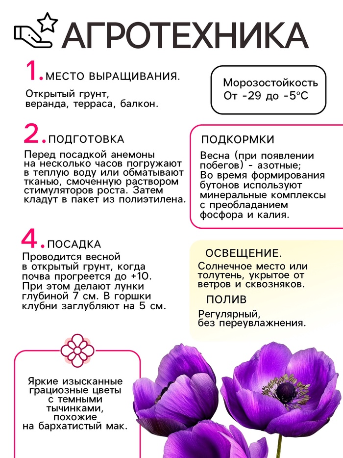 Анемона корончатая «Биколор», многолетник, луковица, р-р 4/5, 10 шт.