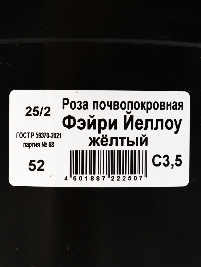 Саженец Роза почвопокровная «Фэйри Йеллоу», C3.5 горшок, Н15-25, 1 шт.