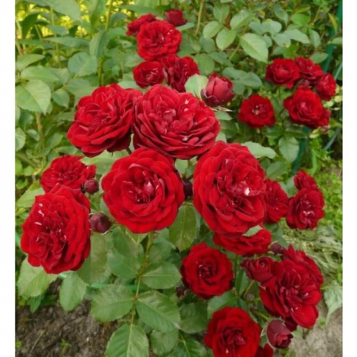 Саженец Роза спрей Таманго, C3.5 горшок, Н15-25 , 1 шт.