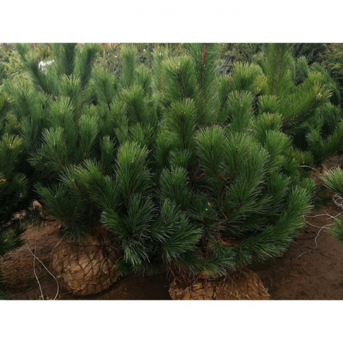 Саженец Сосна черная, Р9, 1 шт., h=3-20 см