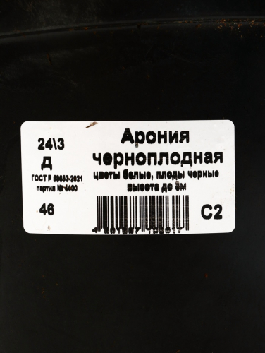 Саженец Арония черноплодная, горшок С2, 1 шт.