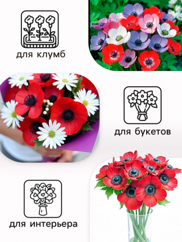 Анемона корончатая «Сильфида», многолетник, луковица р-р 6/7, 10 шт.