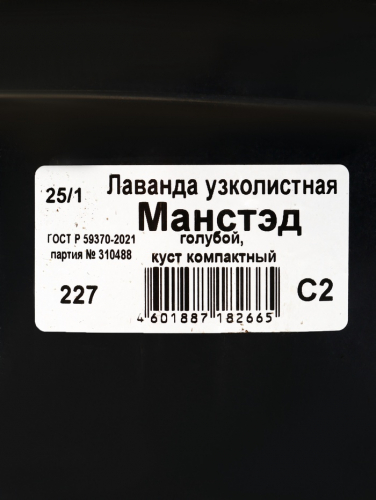 Саженец Лаванда узколистная Манстэд, горшок С2, 1 шт.