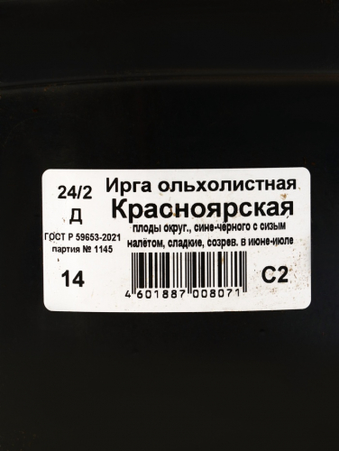Саженец Ирга ольхолистная Красноярская, горшок С2, 1 шт.