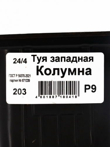Саженец Туя западная Колумна (Р9), 1 шт., h=3-20 см