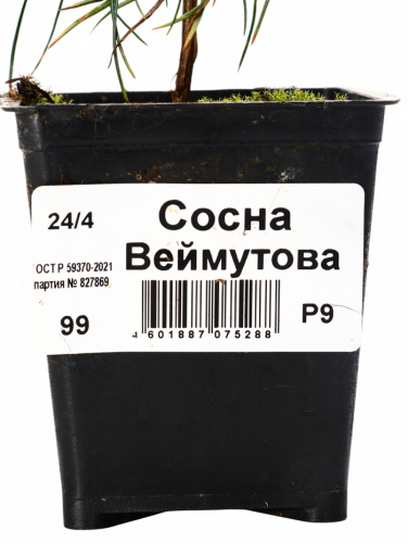Саженец Сосна Веймутова, Р9, 1 шт.