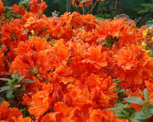 Азалия крупноцветковая (Azalea wielkokwiatowa Gibraltar) - C3
