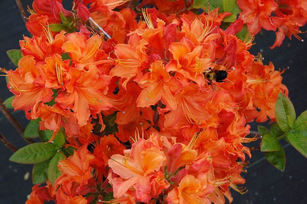 Азалия крупноцветковая (Azalea wielkokwiatowa Mandarin Lights) - C5