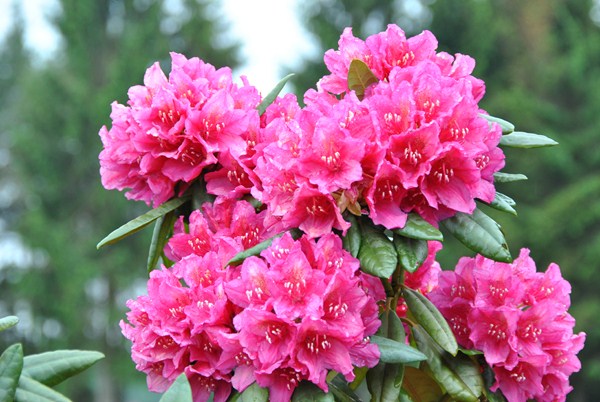 Рододендрон гибридный (Rhododéndron hybrida Hellikki) - C1