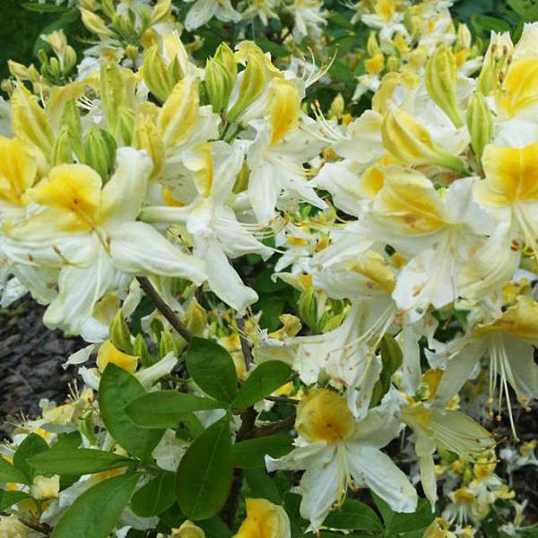Азалия крупноцветковая (Azalea wielkokwiatowa Northern Hi-Lights) - C7,5