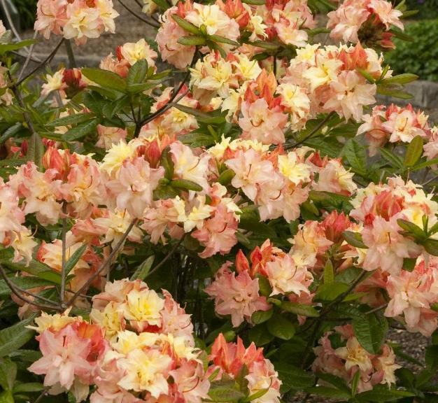 Азалия крупноцветковая (Azalea wielkokwiatowa Cannon's Double) - C7,5