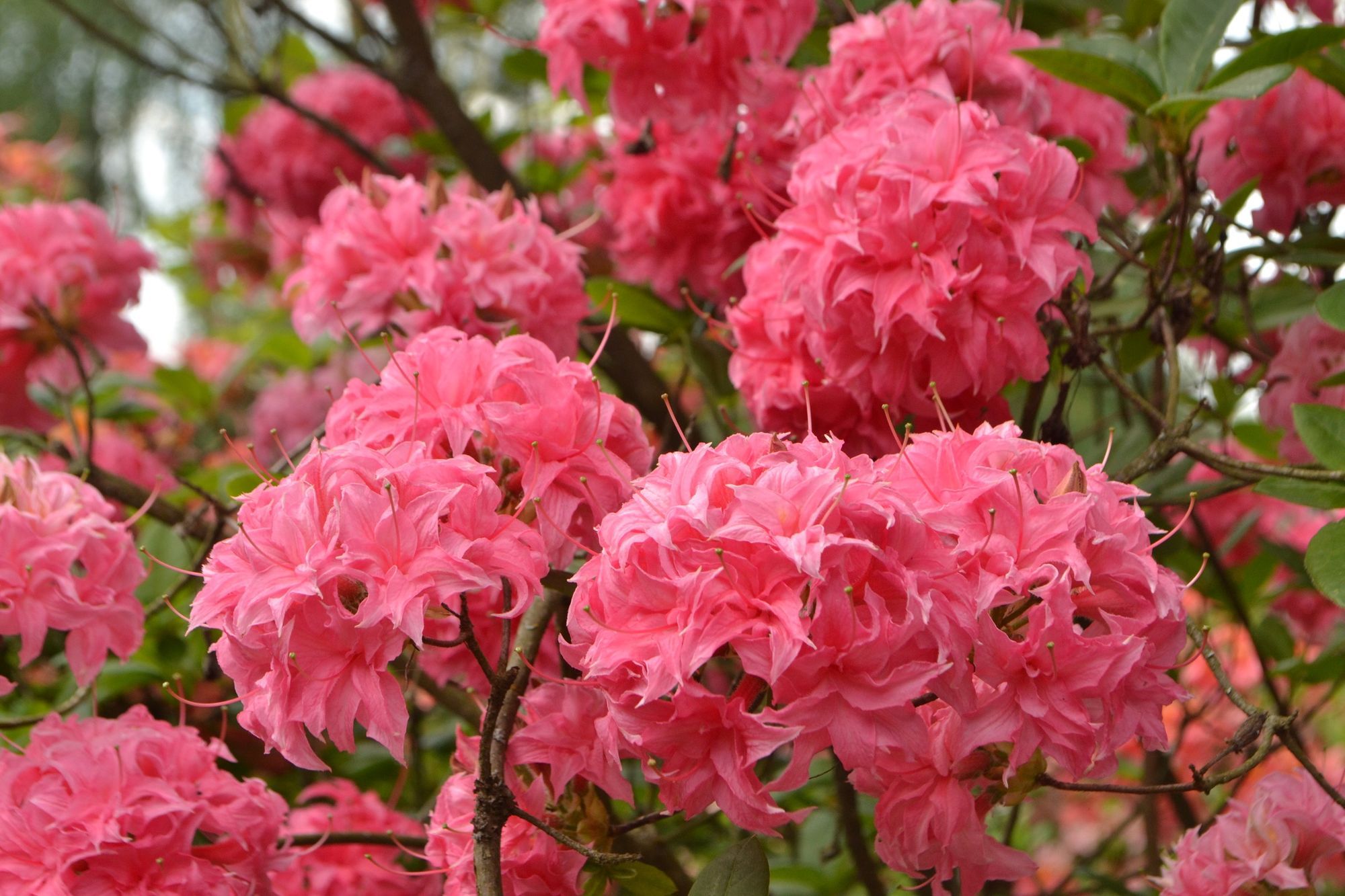 Азалия крупноцветковая (Azalea wielkokwiatowa Homebush) - C7,5