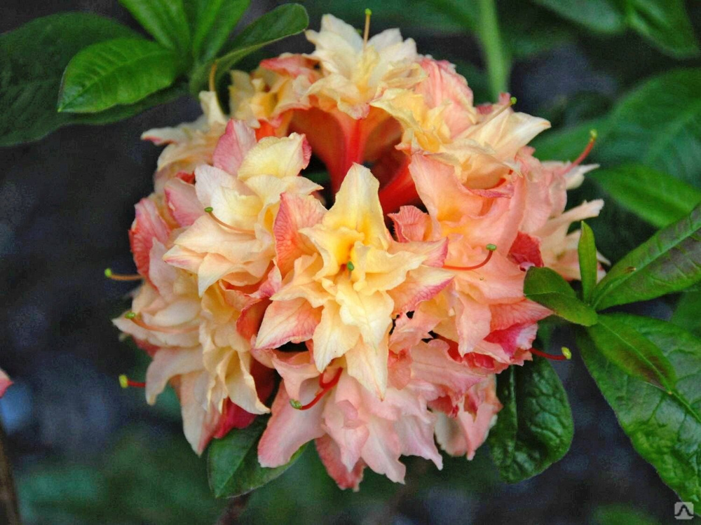 Азалия крупноцветковая (Azalea wielkokwiatowa Cannon's Double) - C7,5