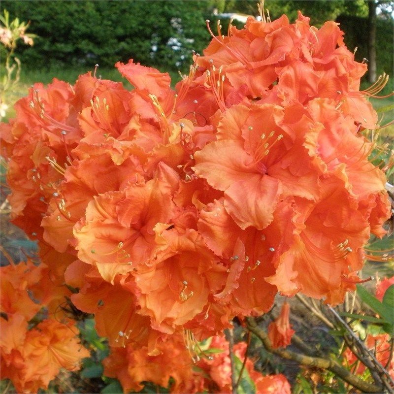Азалия крупноцветковая (Azalea wielkokwiatowa Gibraltar) - C3