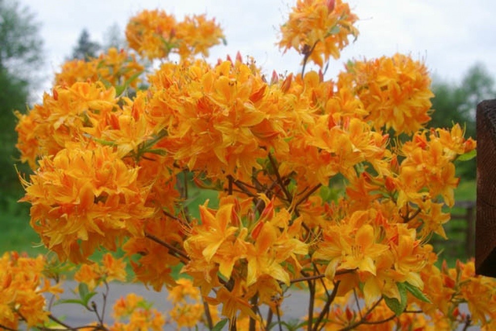 Азалия крупноцветковая (Azalea wielkokwiatowa Golden Lights) - C7,5