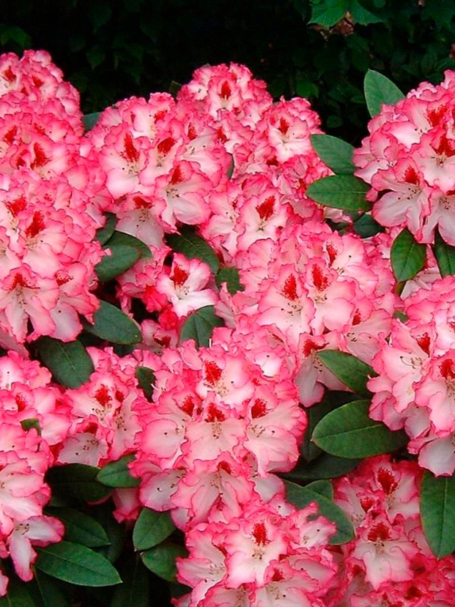 Рододендрон гибридный (Rhododéndron hybrida Hans Hachmann) - C7,5 40-50