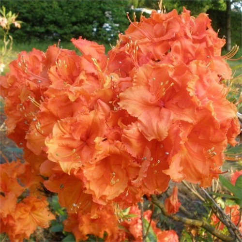Азалия крупноцветковая  (Azalea wielkokwiatowa Gibraltar) -  C3