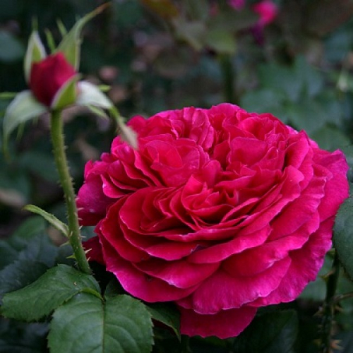 R509 ФИШЕРМАН ФРЕНД