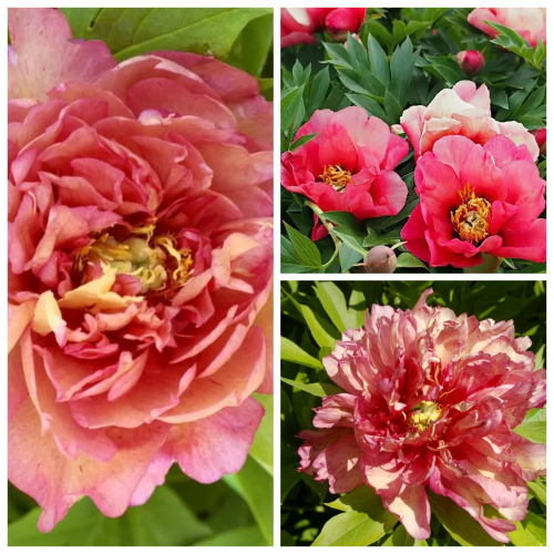 Itoh Old Rose Dandy