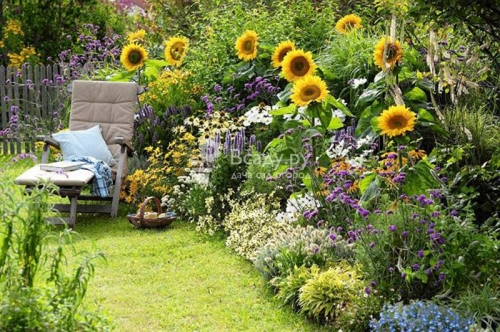 подсолнечники в саду - выдумывайте. придумывайте где и как посадить. дополнительное фото