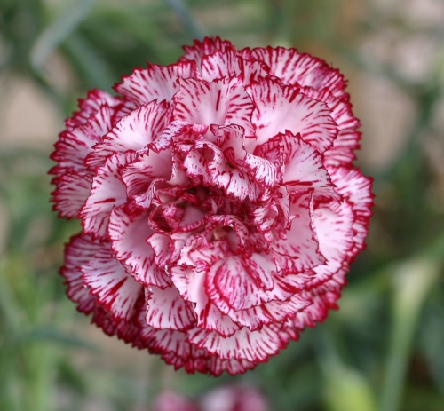 Цветы Гвоздика Шабо Пикоти дополнительное фото (одна из расцветок в смеси)