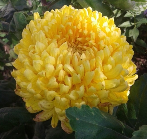 Хризантема Creamist Yellow