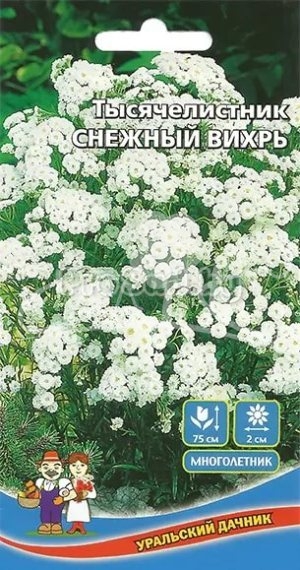 Тысячелистник снежный вихрь фото