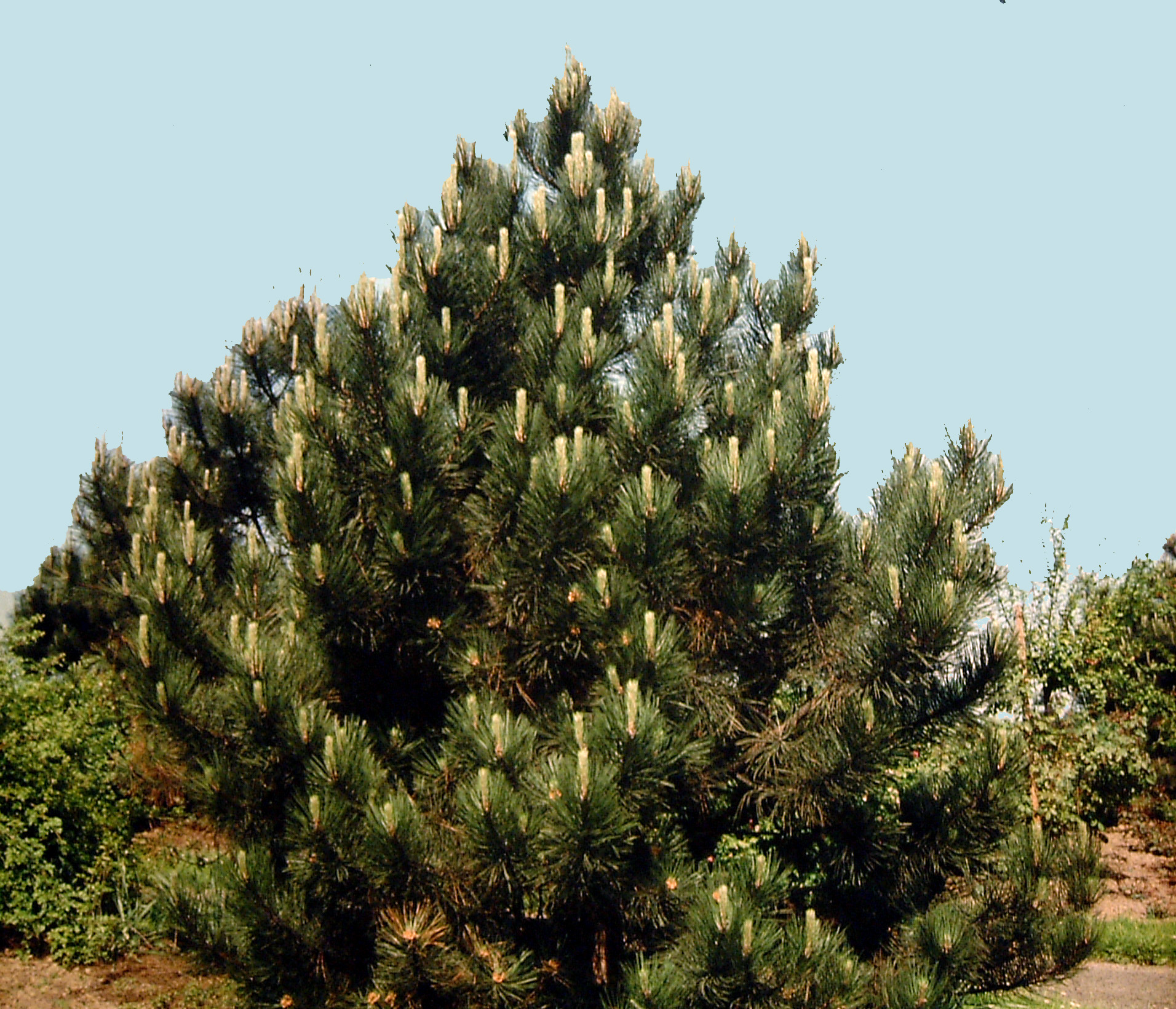 Pinus nigra var. Austriaca
