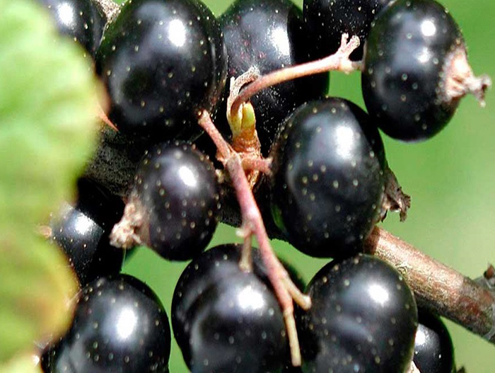 Смородина черная экзотика описание сорта фото
