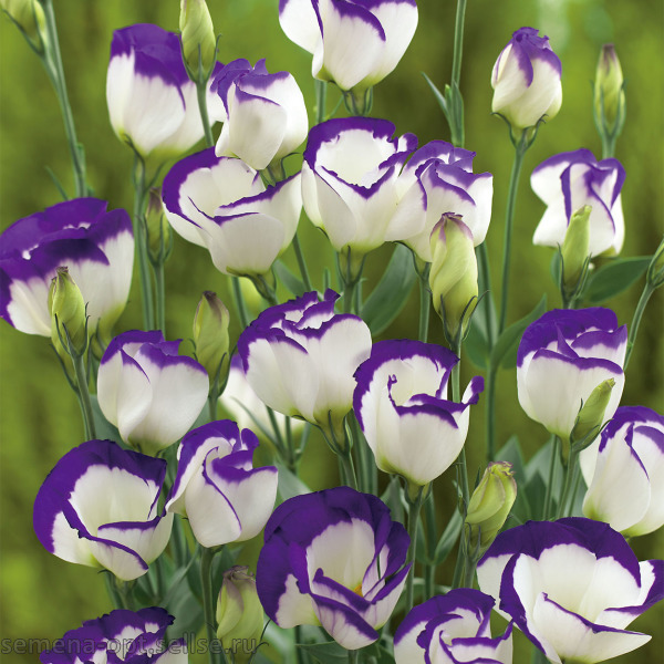 Эустома ABC MISTY BLUE