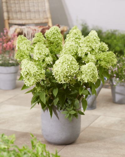 Гортензия метельчатая Gardenlight Greenlight