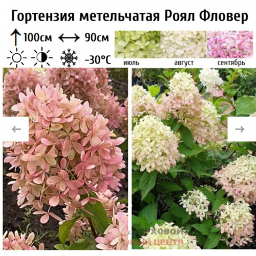 Гортензия метельчатая Royal Flower