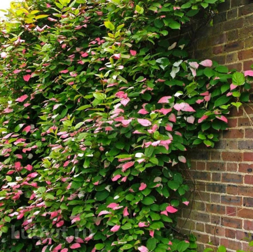 Actinidia kolomikta