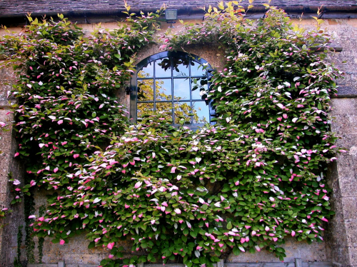 Actinidia kolomikta