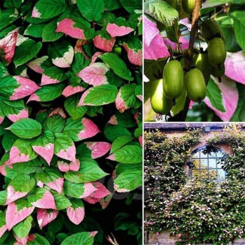 Actinidia kolomikta