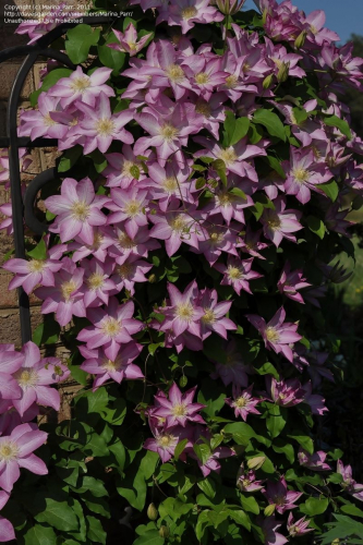 Clematis Asao