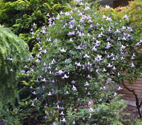 Clematis Betty Corning