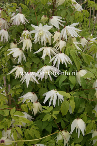Clematis Albina Plena