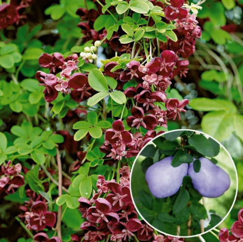 Akebia quinata