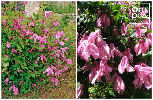 Clematis Aljonushka