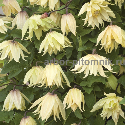 Clematis Amber