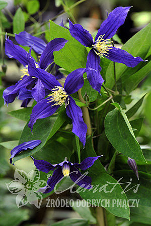 Clematis Blue Sensation