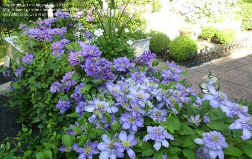 Clematis Blue Light