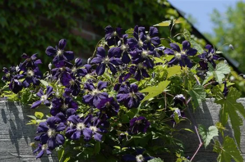 Clematis Blue Belle