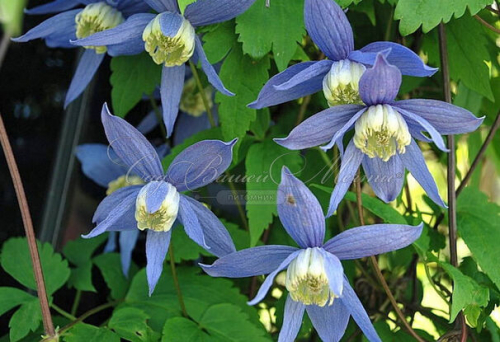 Clematis alpina