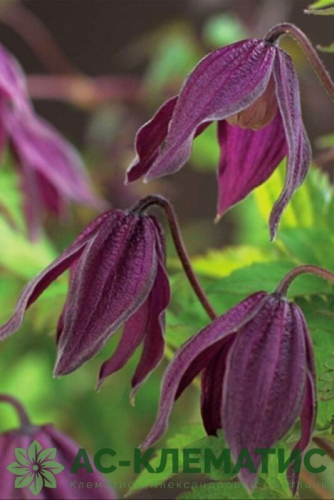 Clematis Brunette