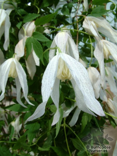 Clematis Broughton Bride